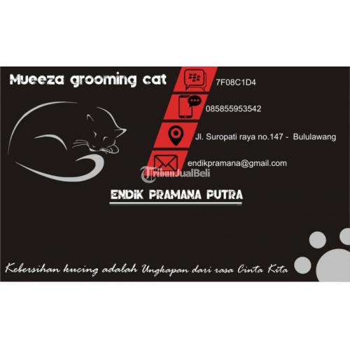 Jasa Grooming Kucing Panggilan Antar Jemput / Mandi Kucing di 