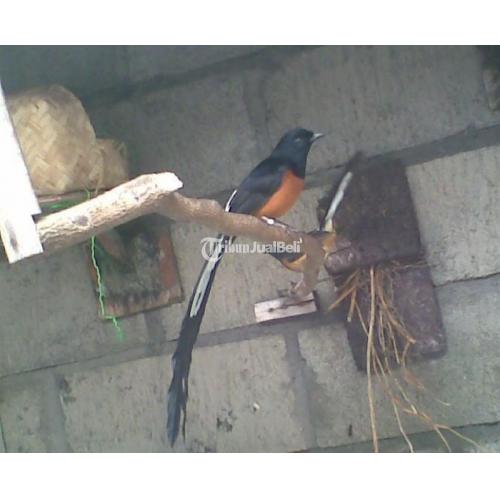 Burung Murai Batu Medan Super Kualitas Ekor Panjang Melayani Pembelian Per  Sarang di Bogor - TribunJualBeli.com