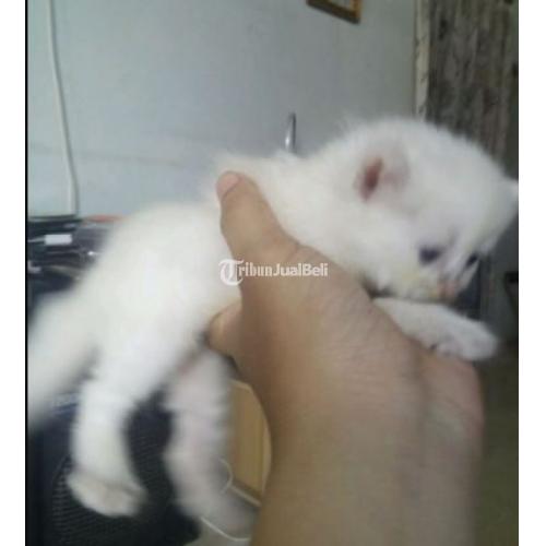 Kitten Persia Medium Putih Sehat Lincah Bisa Cod Siap Adopsi Di Palembang Tribunjualbeli Com