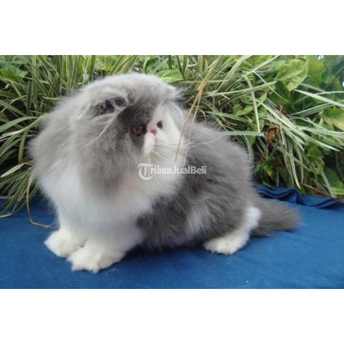 Kucing Persia Peaknose Anakan Warna Hitam Putih Sudah Vaksin di