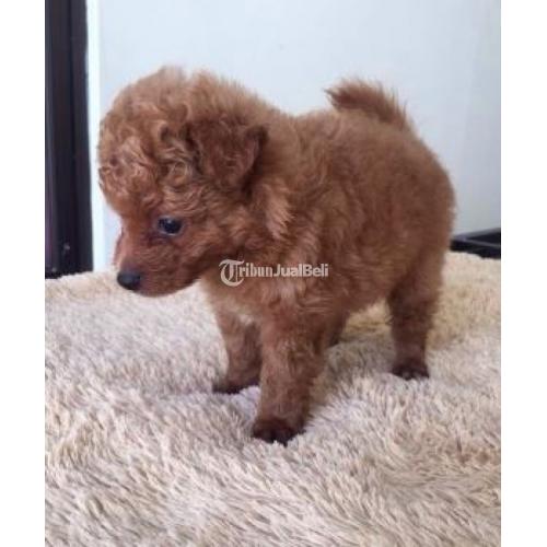 Red Tiny Poodle Mix Mini Pom Jantan Sudah Vaksin Lucu Sehat Di Bekasi Tribunjualbeli Com