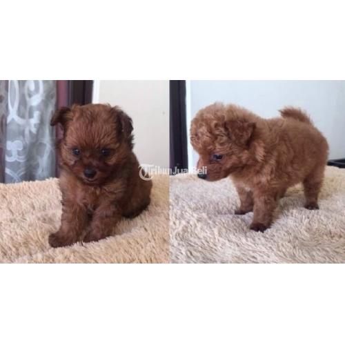 Red Tiny Poodle Mix Mini Pom Jantan Sudah Vaksin Lucu Sehat Di Bekasi Tribunjualbeli Com