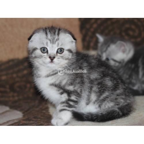 Kucing Scottish Fold Jantan Badan Gemuk Sehat Lincah Sudah Vaksin 