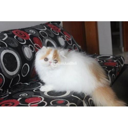 Kucing Persia Peaknose Pesek Lincah Sudah Vaksin Gemuk Harga Murah 