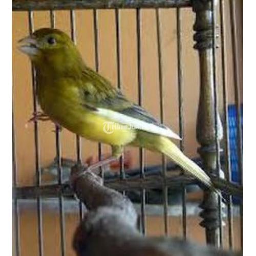 Burung Kenari Lokal Super Gacor Usia 9 Bulan Mulus No Cacat Di Tangerang Tribunjualbeli Com