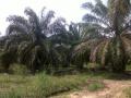 Kebun Tanah Lahan Sawit Harga Murah 30 Hektar - Tanjung Jabung