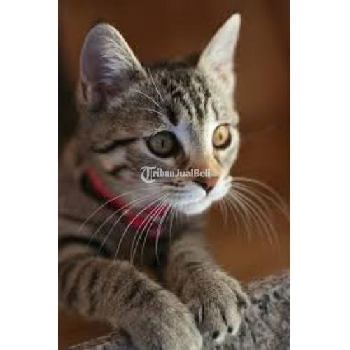 Paw Pet Hotel u0026 Care Sedia Vaksin Kucing Harga Murah di Surabaya 