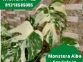 Importer Monstera Albo For Sale in Birmingha - Depok