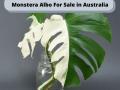 Terpercaya Monstera Albo For Sale in Sydney - Depok