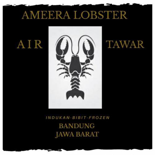 Paket Budidaya Lobster Air Tawar Ameera Cherax Modal Kecil Untung Besar - Bandung