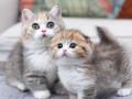 Kucing Munchkin Jantan Dan Betina Unur 3-4 Bulan No Kutu, No Jamur - Lumajang