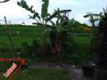 Tanah Keras Murah Lingkungan Perumahan View Sawah di Sading Badung Bali