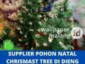 SUPPLIER POHON NATAL CHRISMAST TREE DI DIENG