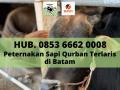 SAPI KURBAN, Hub. 0853 6662 0008, Kandang Sapi Qurban di Batam Terlaris Untuk Idul Adha Sapi Rahayu