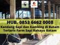QURBAN BATAM, Hub. 0853 6662 0008, Kandang Sapi dan Kambing di Batam Terlaris Farm Sapi Rahayu Batam