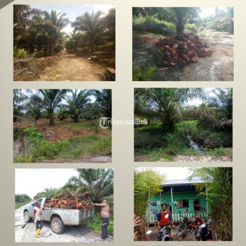 dijual kebun kelapa sawit 2.085 hektar legalitas lengkap - sambas