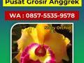 Anggrek Cattleya Hibrida - Malang