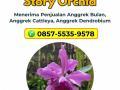 Dendrobium Black Spider Melayani Pengiriman ke Luar Kota - Malang