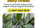Dendrobium Black Mamba Melayani Pengiriman ke Luar Kota - Malang