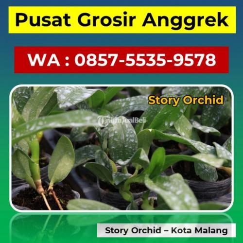 Grosir Anggrek Cattleya Hybrid - Malang