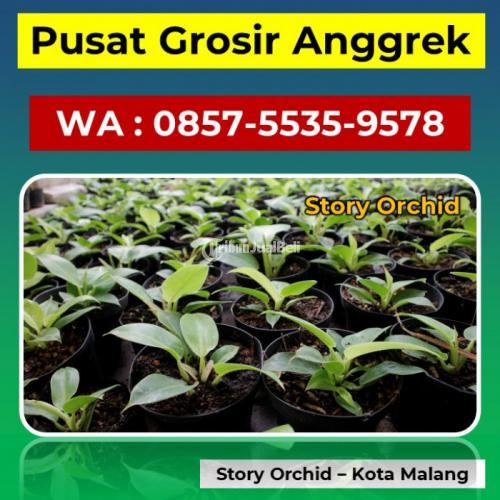 Grosir Anggrek Cattleya Hybrid - Malang