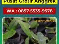 Grosir Anggrek Cattleya Cantik - Malang