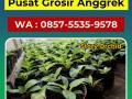 Grosir Anggrek Cattleya Mini di Malang