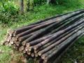 Bambu Steger Panjang Kisaran 4-5 Meter Diameter Kisaran 7-9 cm - Bandung