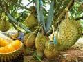 tanah kebun durian