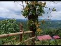 Dijual Tanah 5500 m Pinggir Jalan Desa Di Cipanas Lebak - Bogor