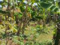 Miliki Tanah darat  di Sukatani Cimanggis Bogor