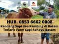 Hub. 0853 6662 0008, Kandang Sapi Kambing Farm House di Batam Sapi Rahayu Batam