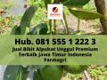 BIBIT ALPUKAT, Bibit Alpukat Premium Unggul Terbaik di Jawa Timur Indonesia Farmagri