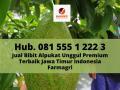 BIBIT ALPUKAT, Bibit Alpukat Premium Unggul Tinggi 1 Meter di Jawa Timur Indonesia Farmagri